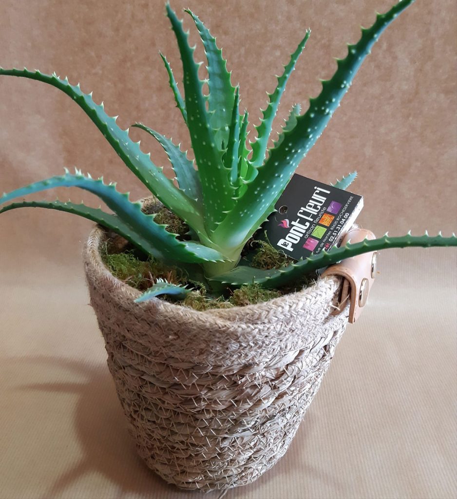 Aloe vera