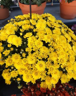 Chrysanthème jaune