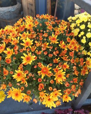 Chrysanthème orange