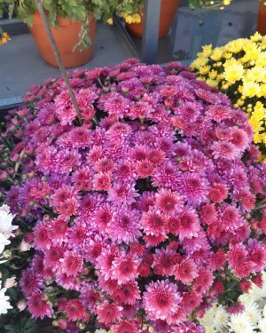 Chrysanthème rose