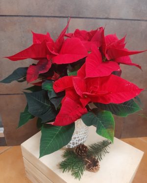 Poinsettia